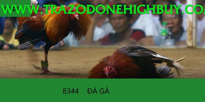 Đá Gà Trực Tiếp - sv66