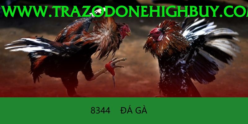 Đá Gà Trực Tiếp - Trải nghiệm tuyệt vời